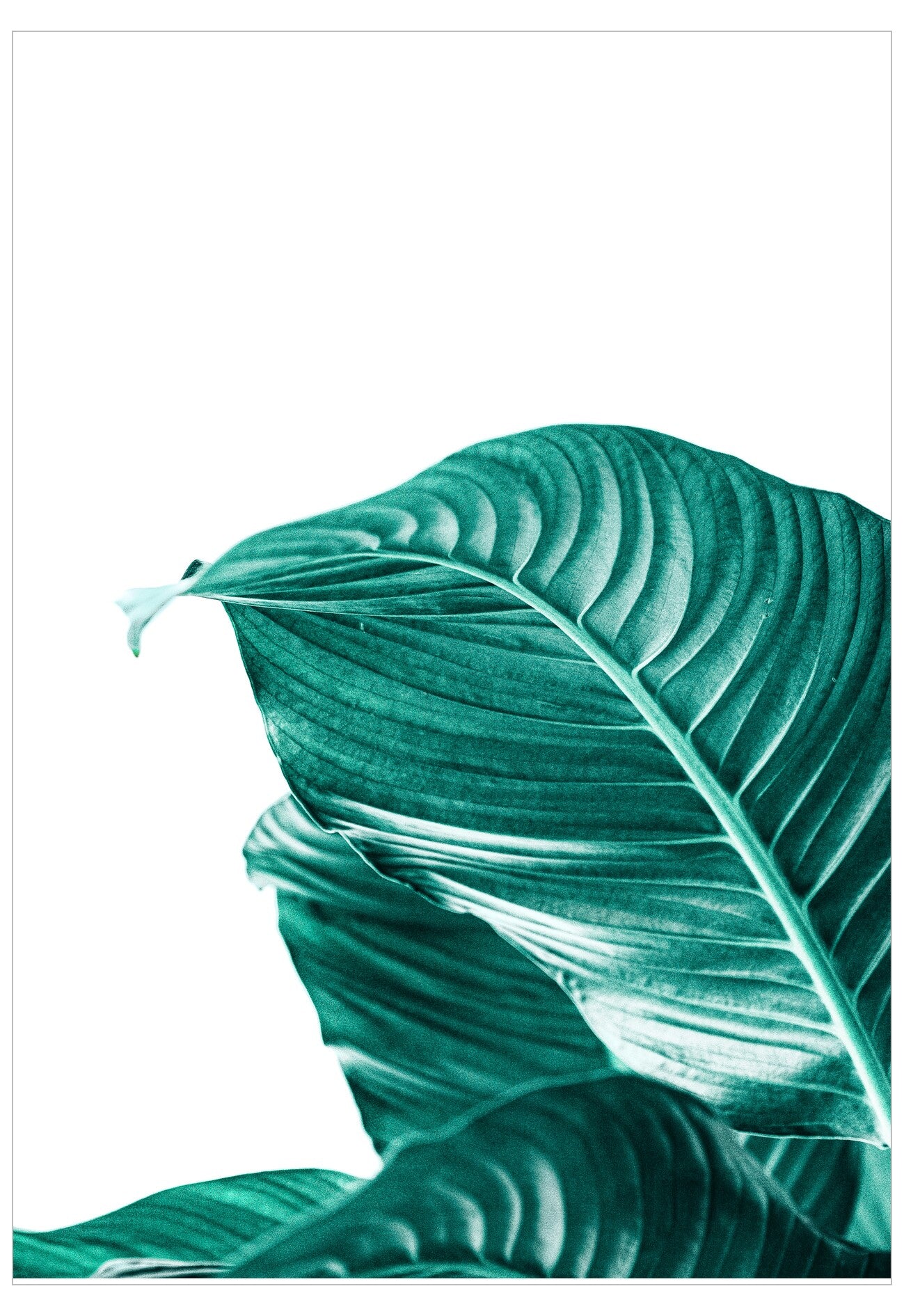Close-up of a green leaf with detailed veins on a white background
