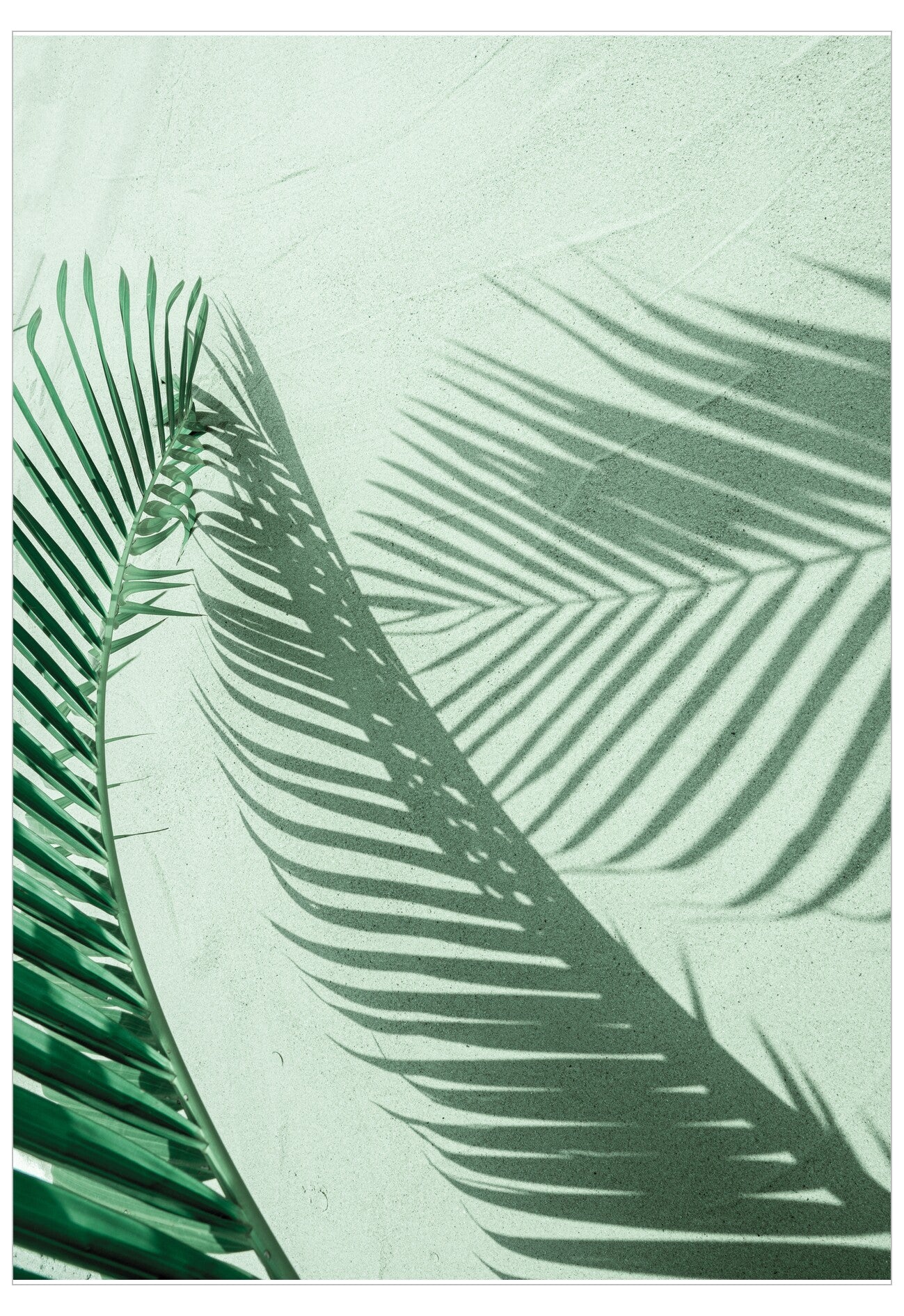 Close-up of green palm leaves with shadows on a light green background