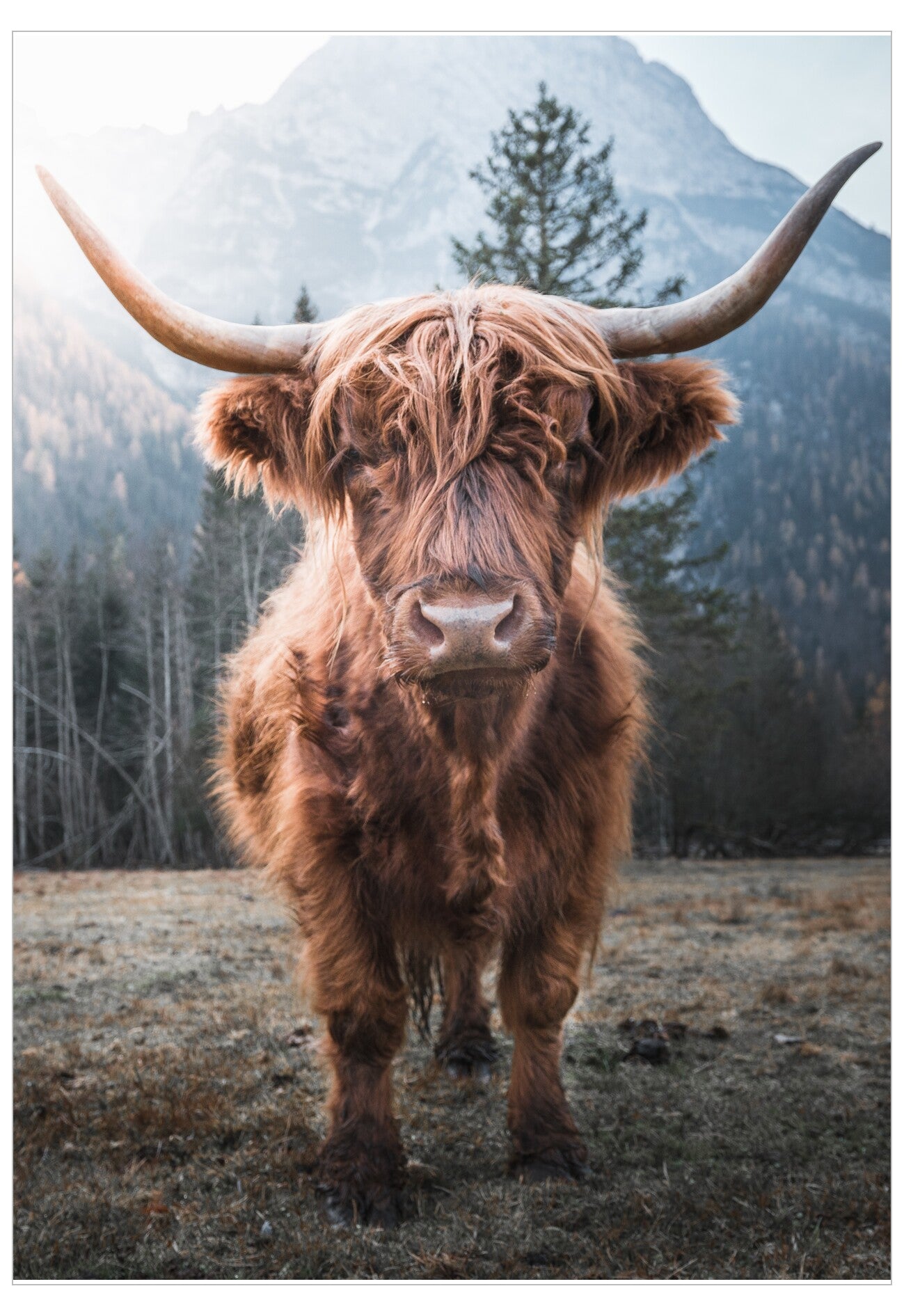 Highland cow with large horns standing in a field with mountains in the background