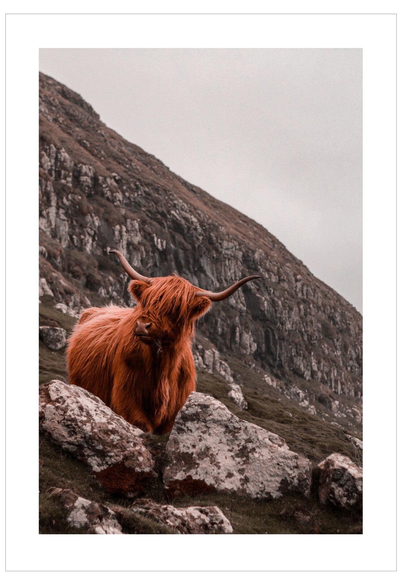 Highland cow on a rocky hillside with a mountainous background
