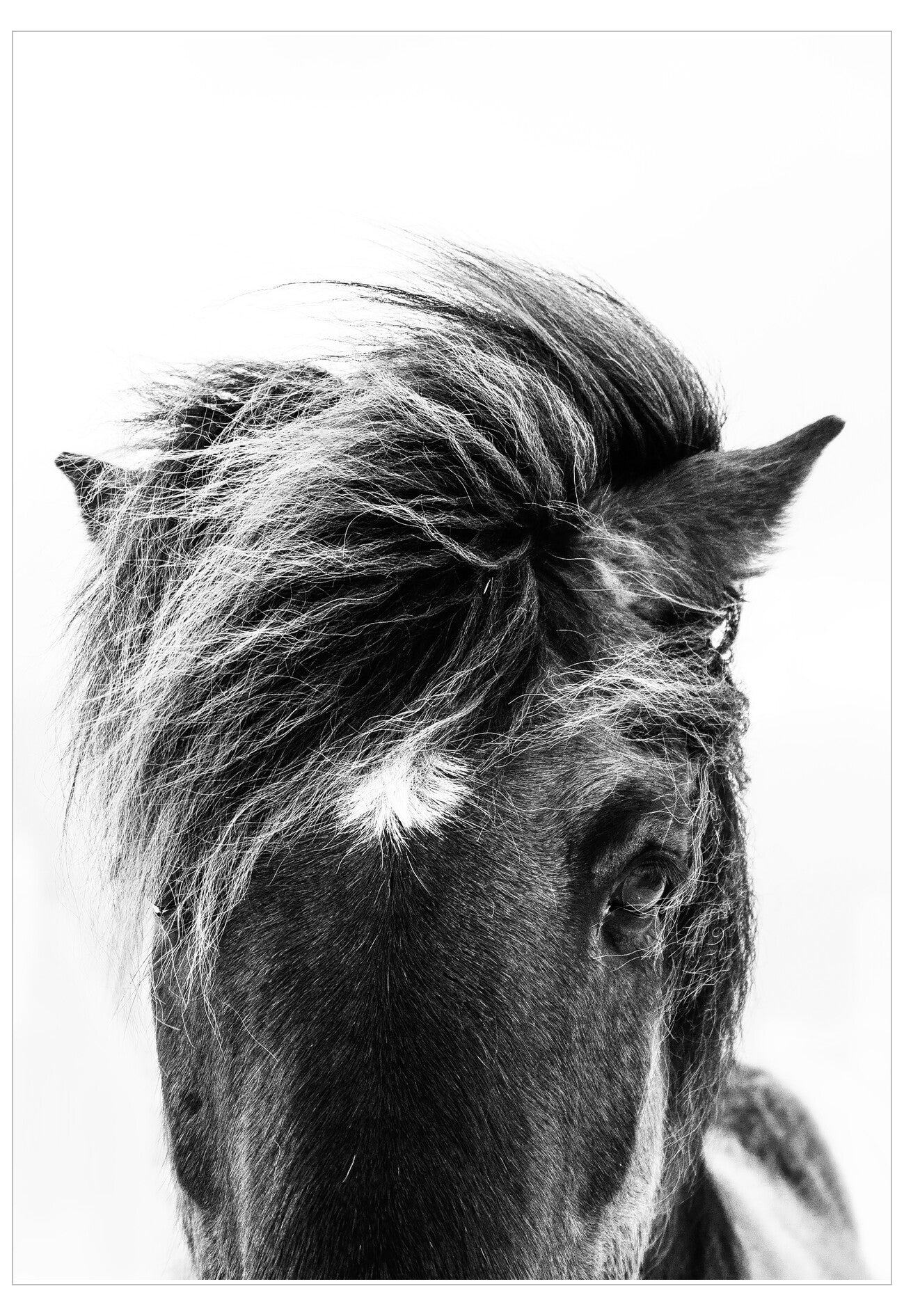 Black and white close-up of a horse's head with a prominent mane.