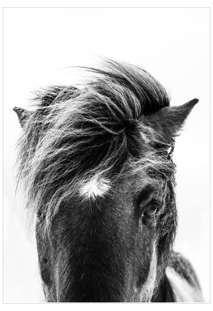 Black and white close-up of a horse's head with a prominent mane.