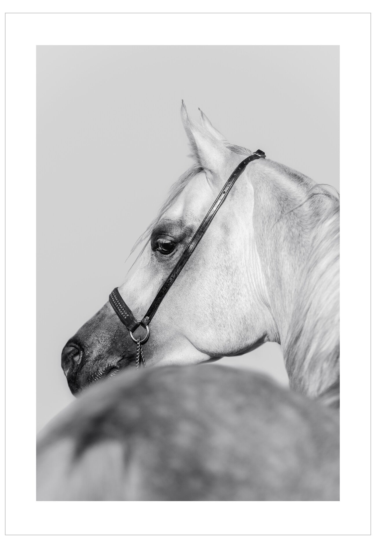 Black and white photo of a horse's head and neck.