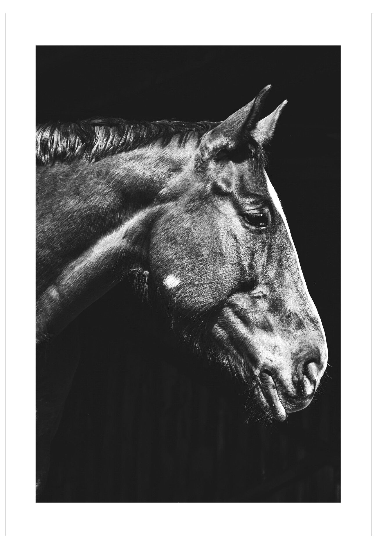 Black and white portrait of a horse's head on a dark background