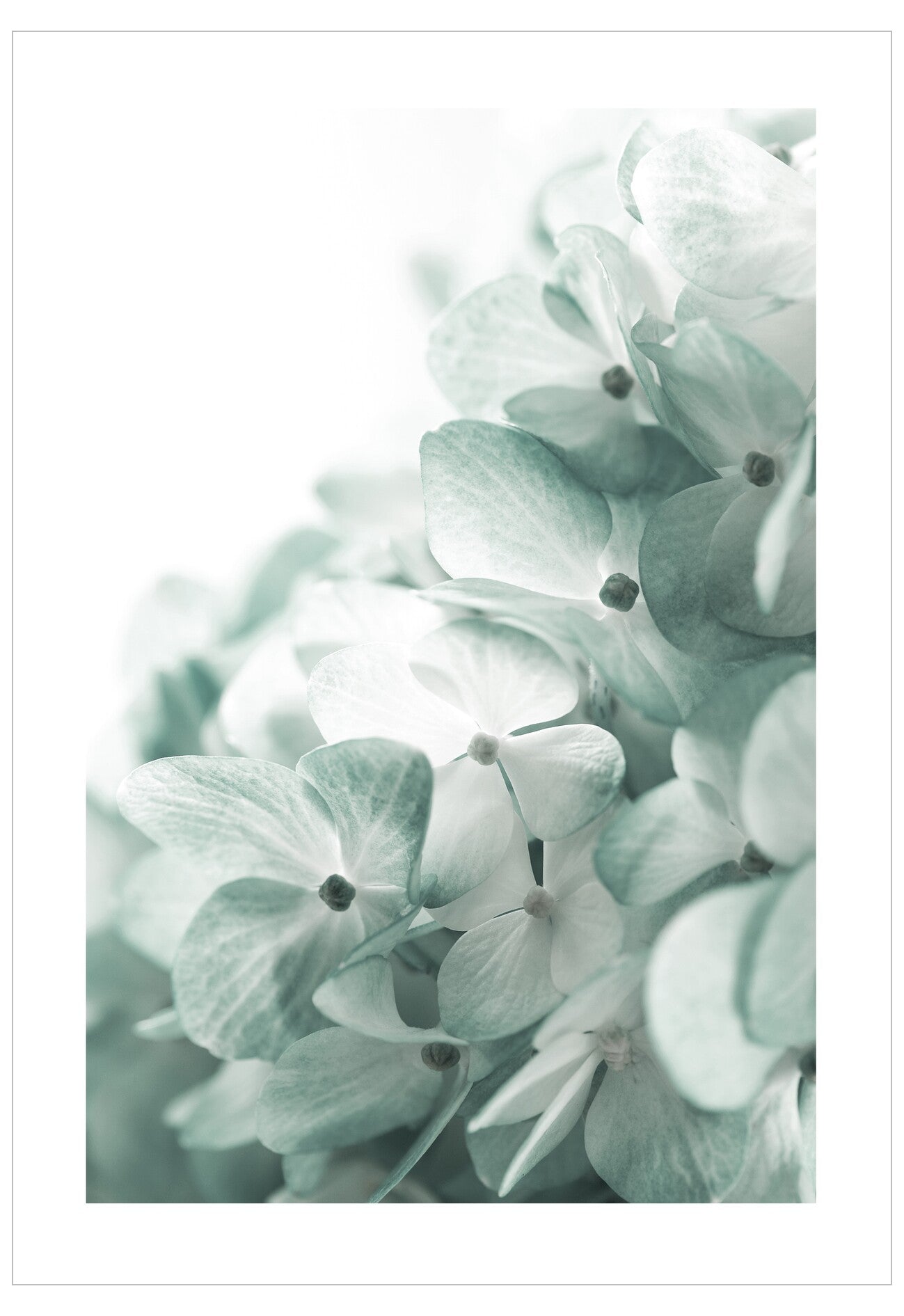 Close-up of light green hydrangea flowers on a white background