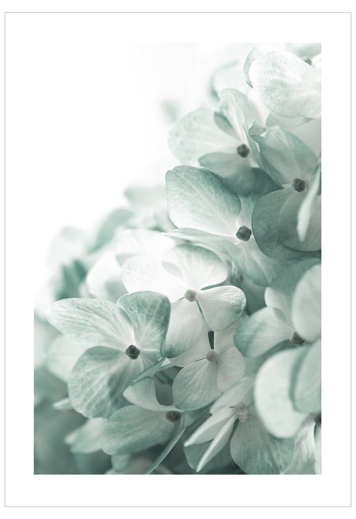 Close-up of light green hydrangea flowers on a white background