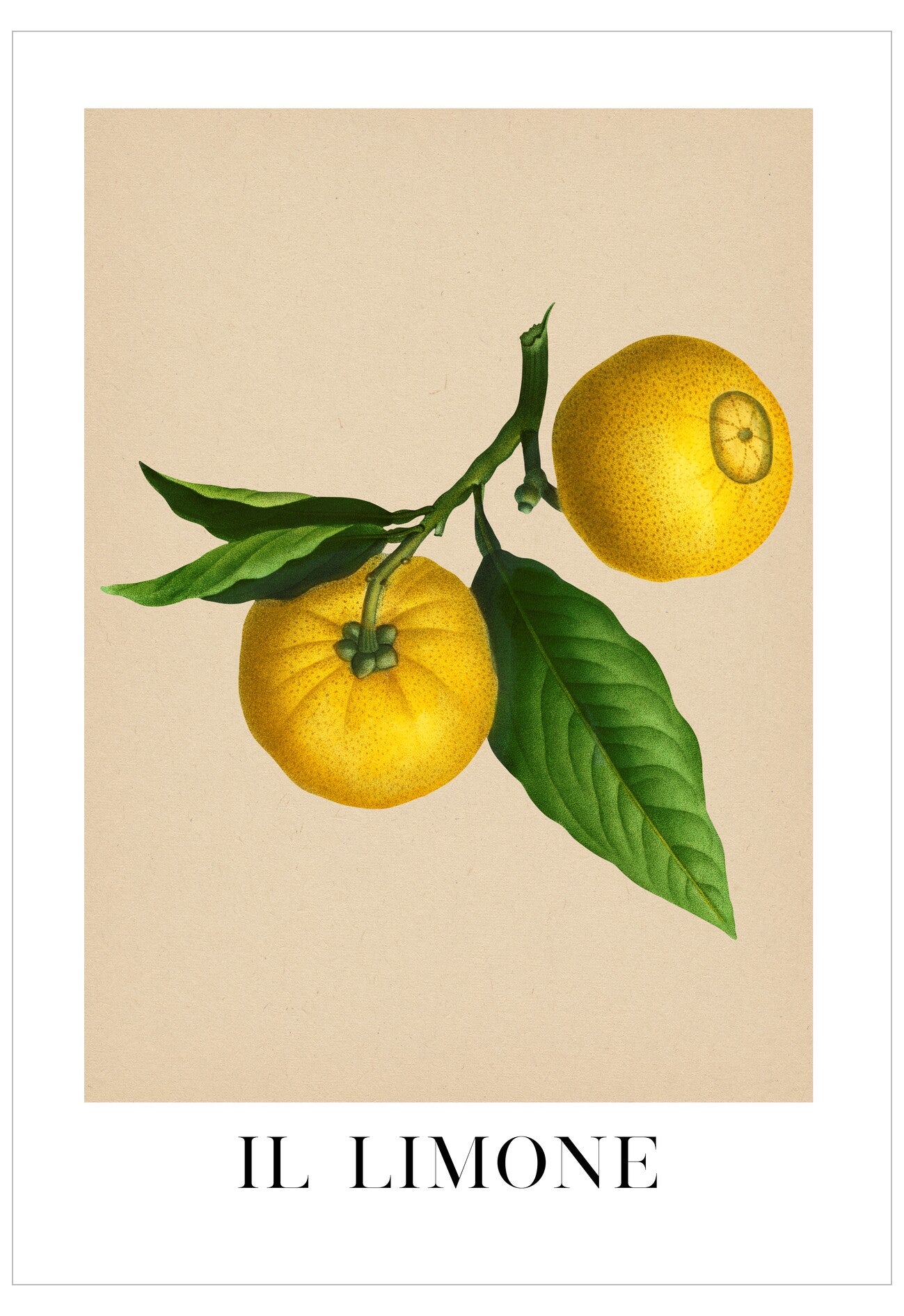Illustration of lemons on a branch with leaves against a beige background, featuring the text 'Il Limone'.