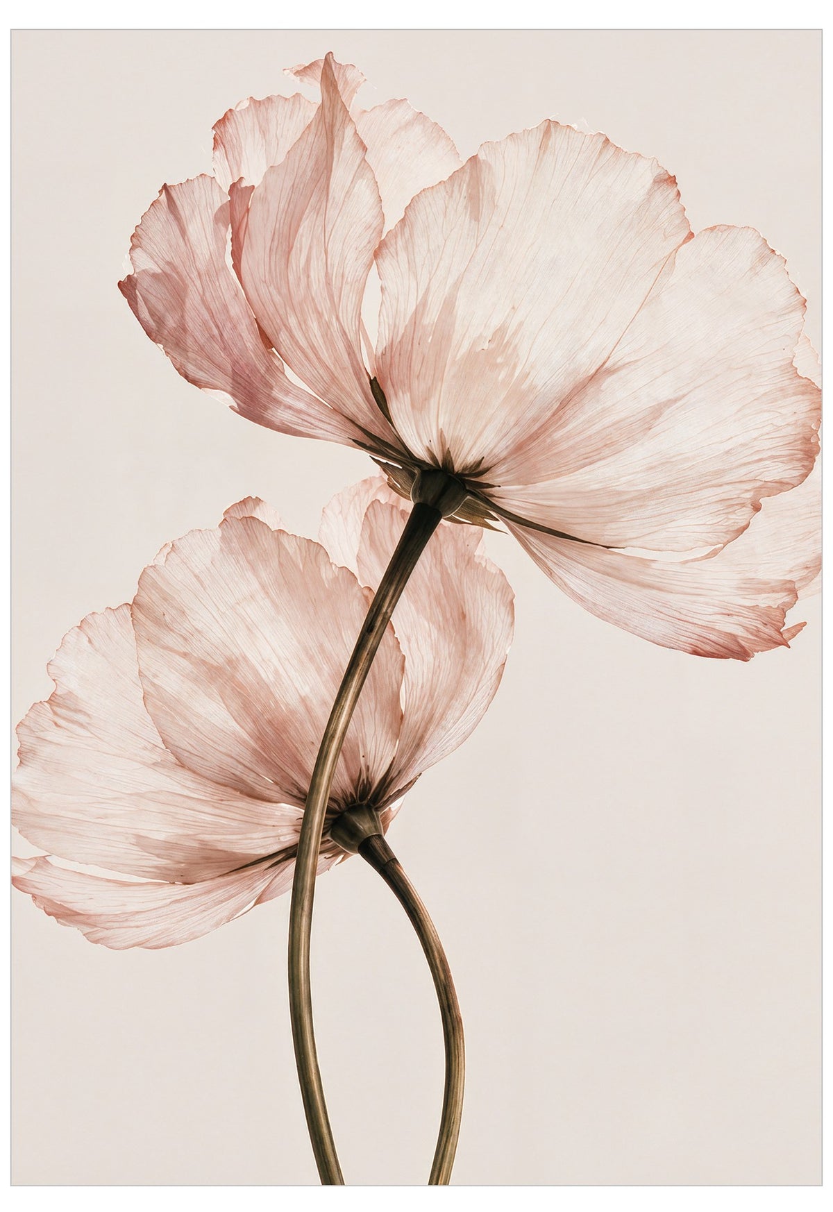 In Bloom Poster featuring two delicate translucent blush pink flowers with sweeping stems against a soft warm ivory background.