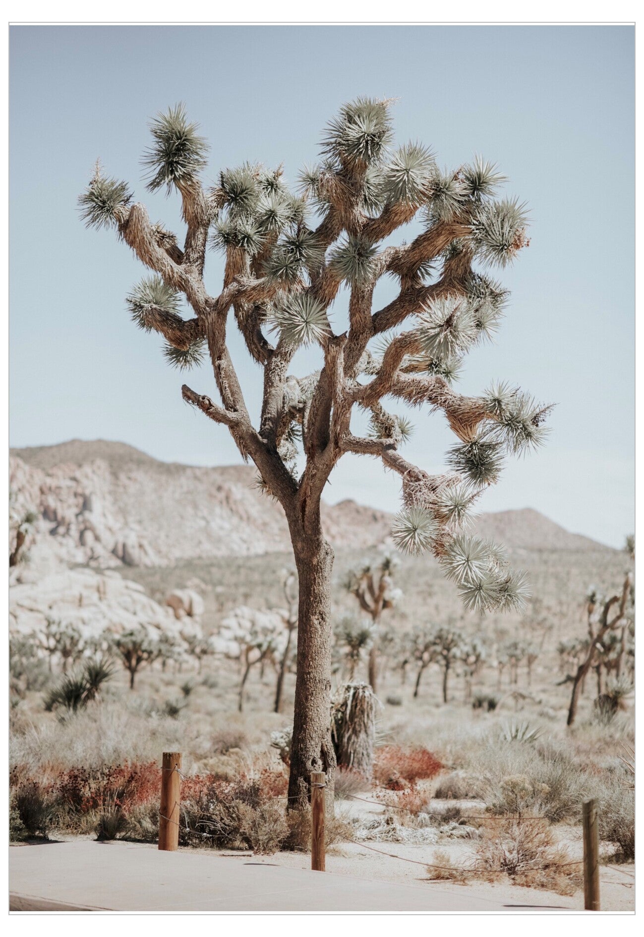 Desert landscape with a Joshua tree and mountains in the background