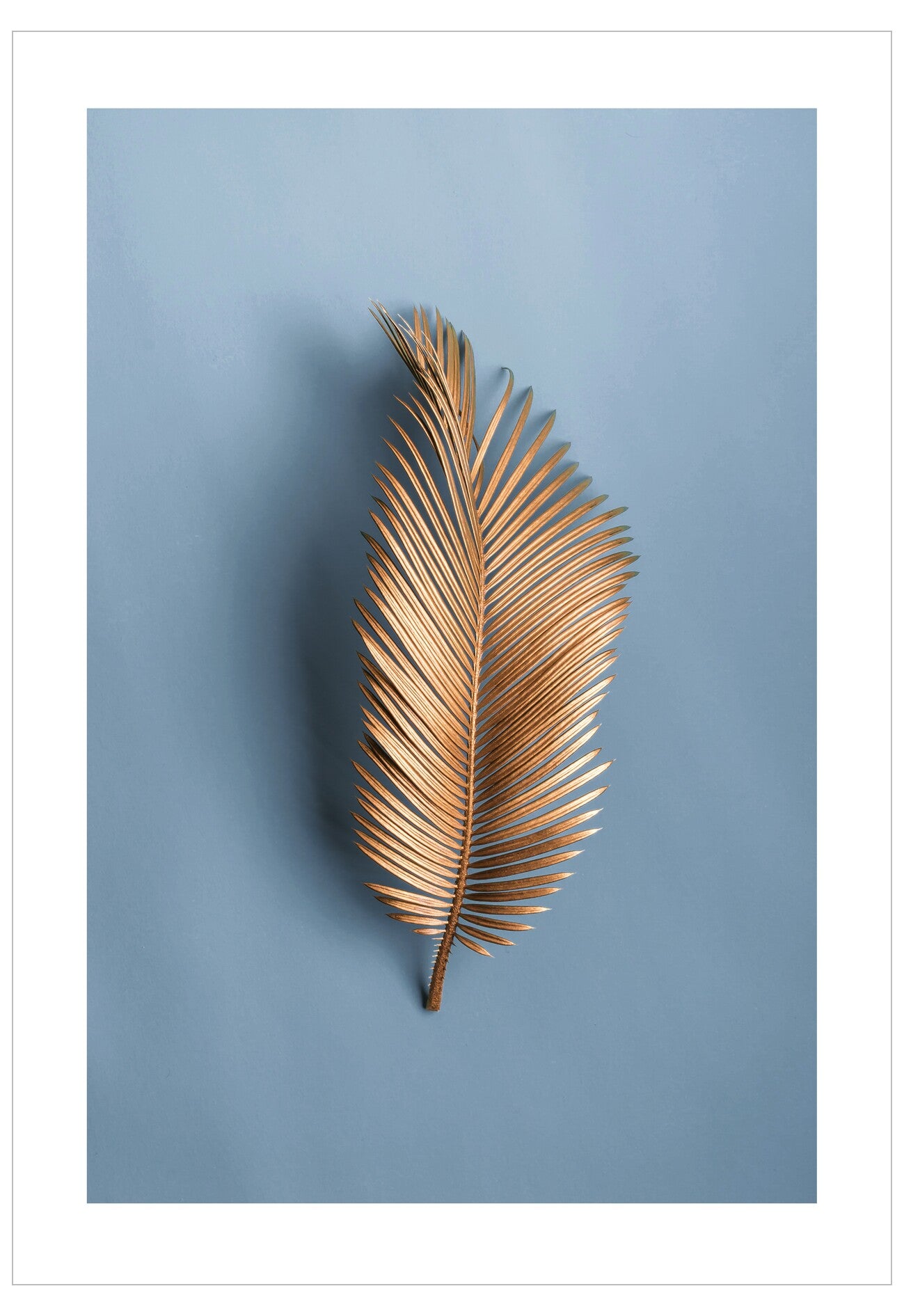Dried palm leaf on a blue background