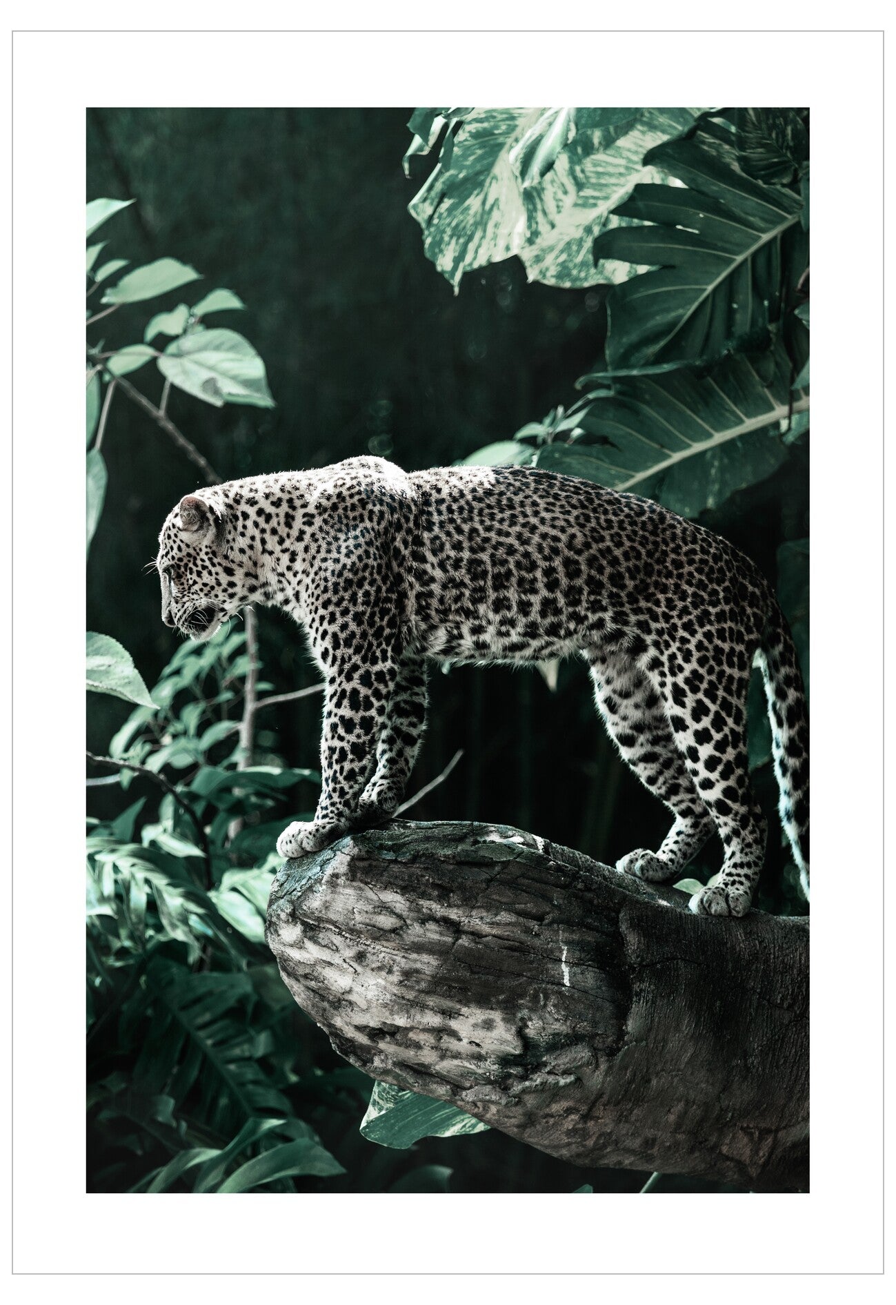Leopard on a branch with green foliage in the background