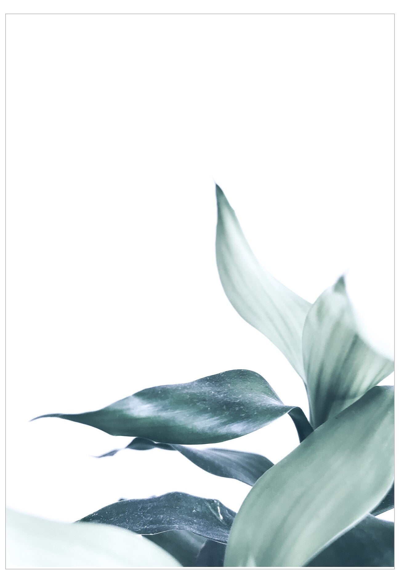Close-up of green leaves on a white background