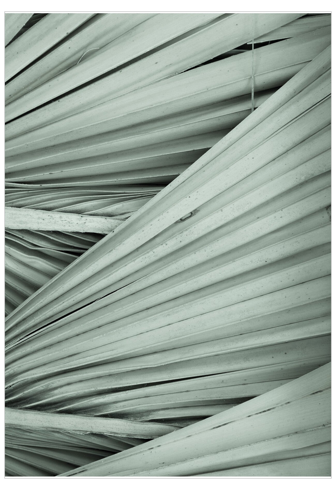 Close-up of palm leaf fronds in a monochromatic color scheme