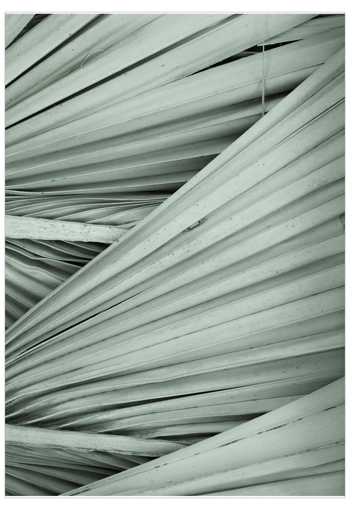Close-up of palm leaf fronds in a monochromatic color scheme