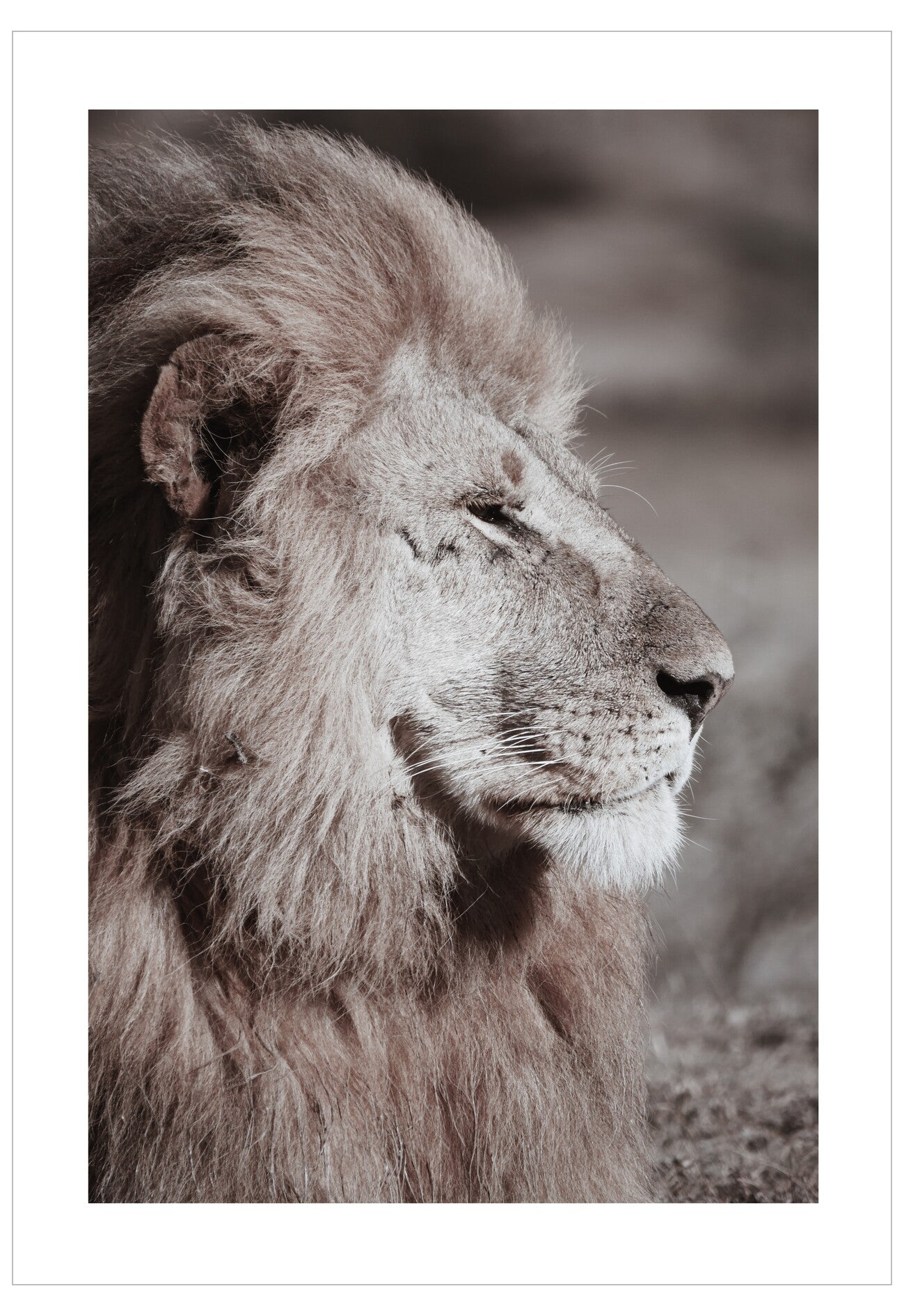 Close-up of a lion's face with a blurred background