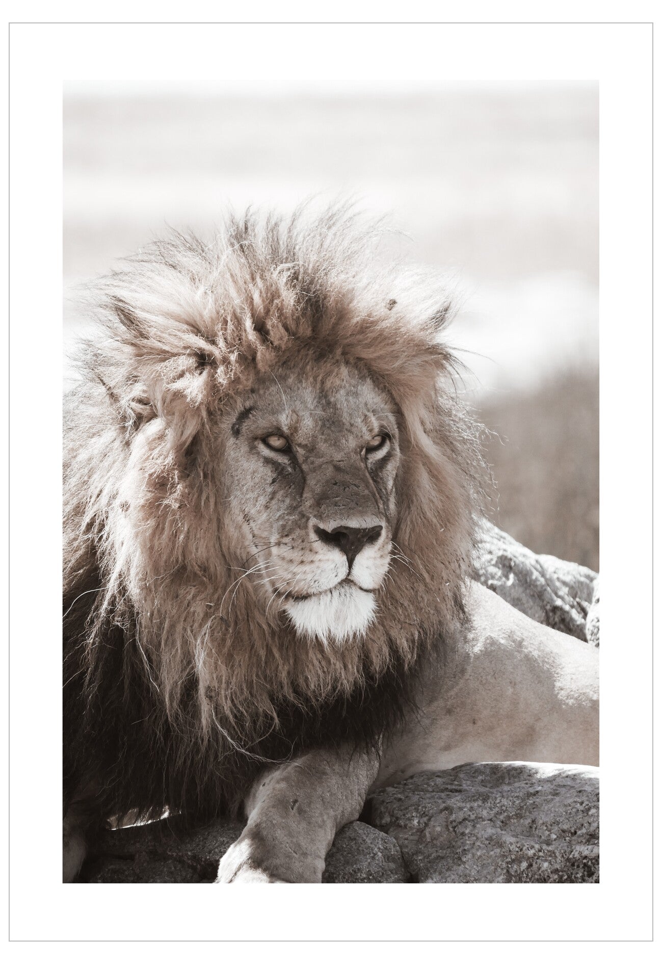 Close-up of a lion lying on a rock with a neutral background