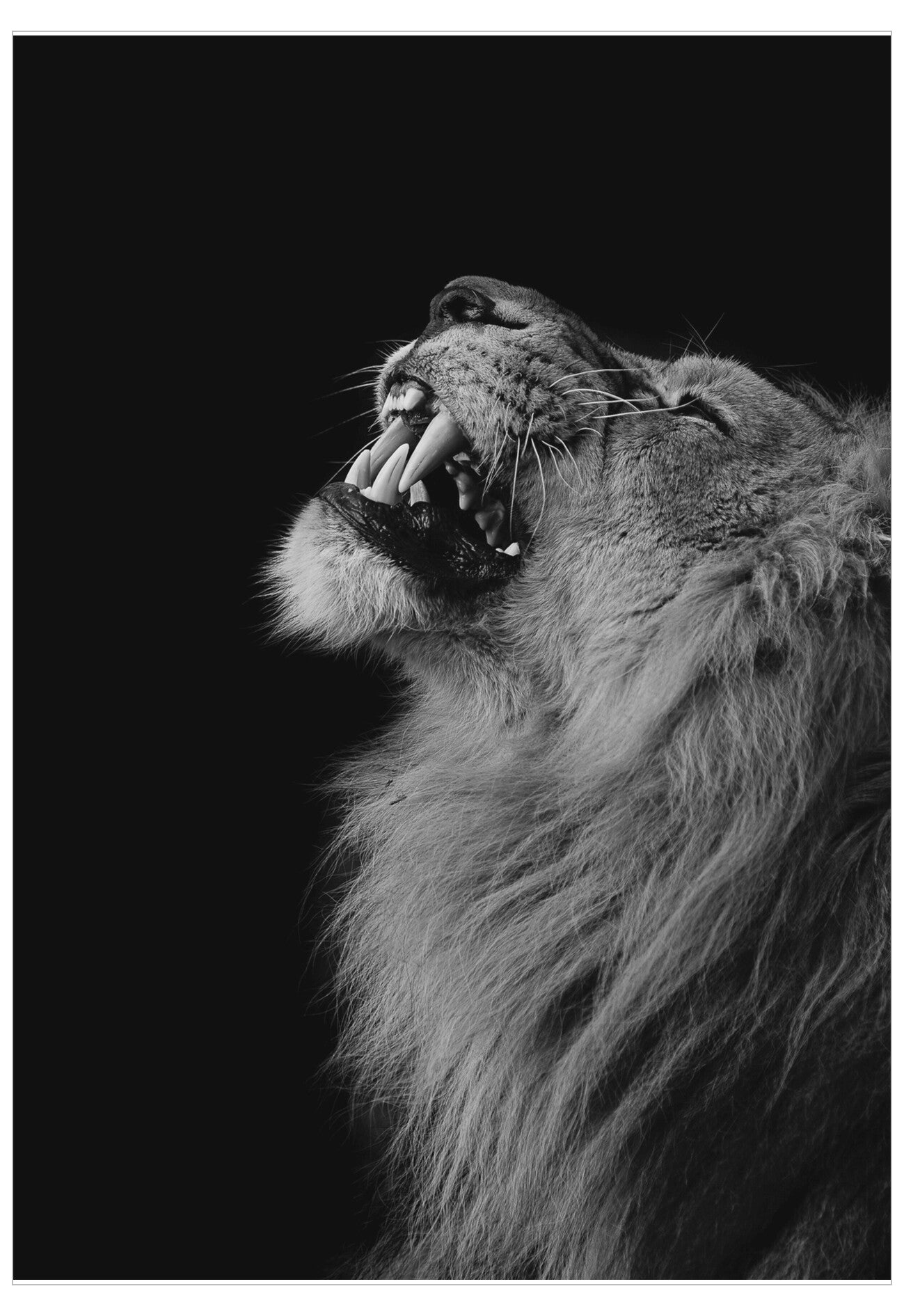 Black and white image of a roaring lion against a dark background