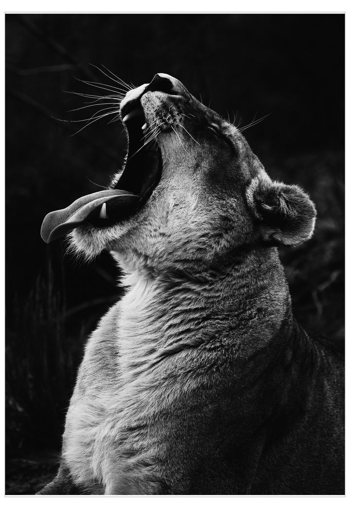 Black and white photo of a lioness roaring with a dark background