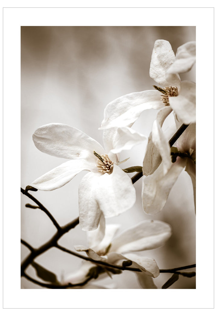 Close-up of white flowers with a blurred background
