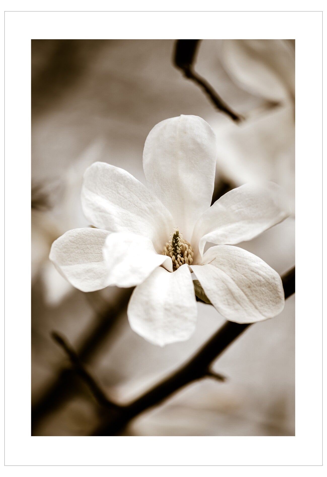 Close-up of a white flower on a blurred background