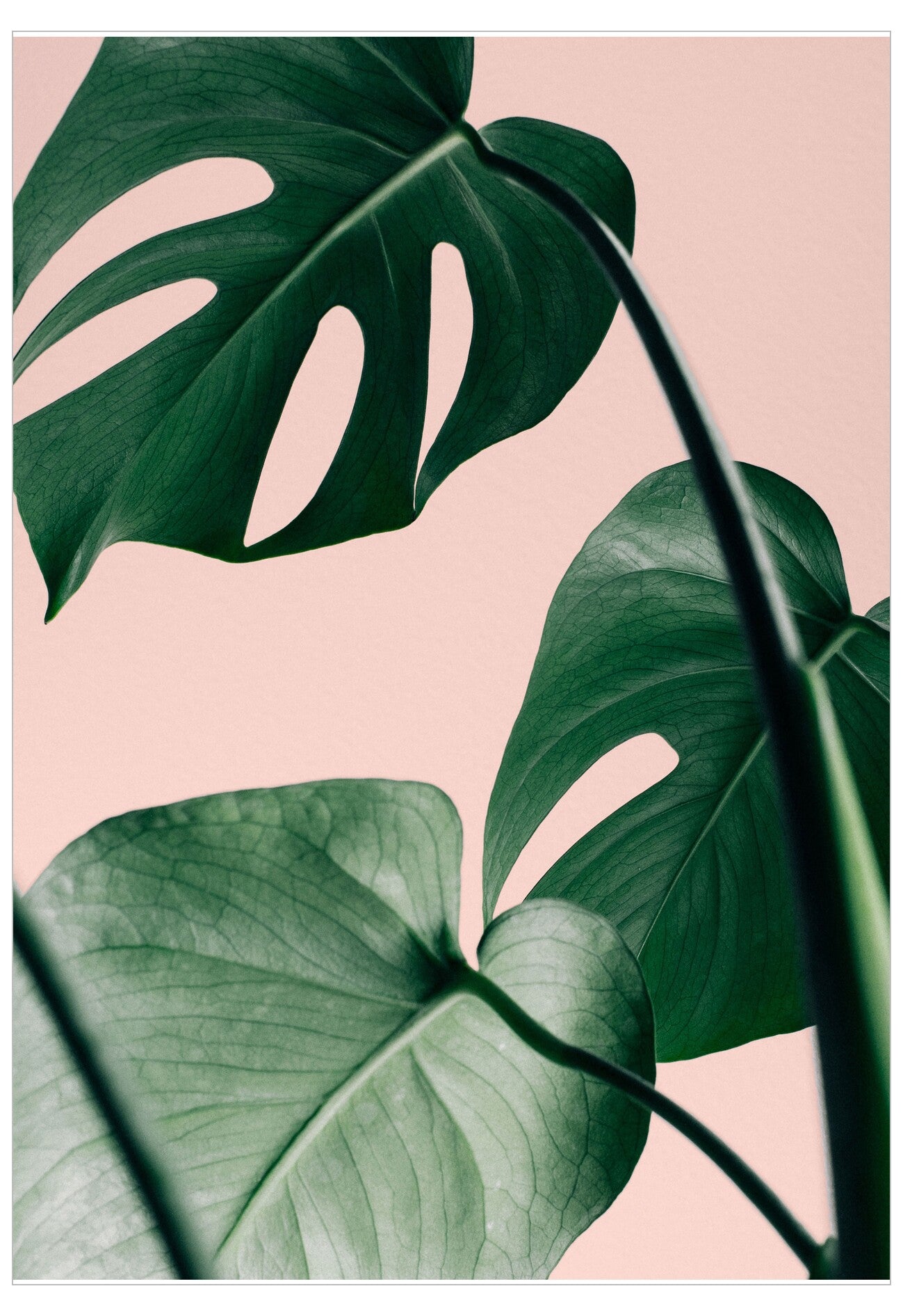 Tropical leaves on a pink background