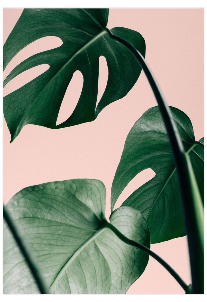 Tropical leaves on a pink background