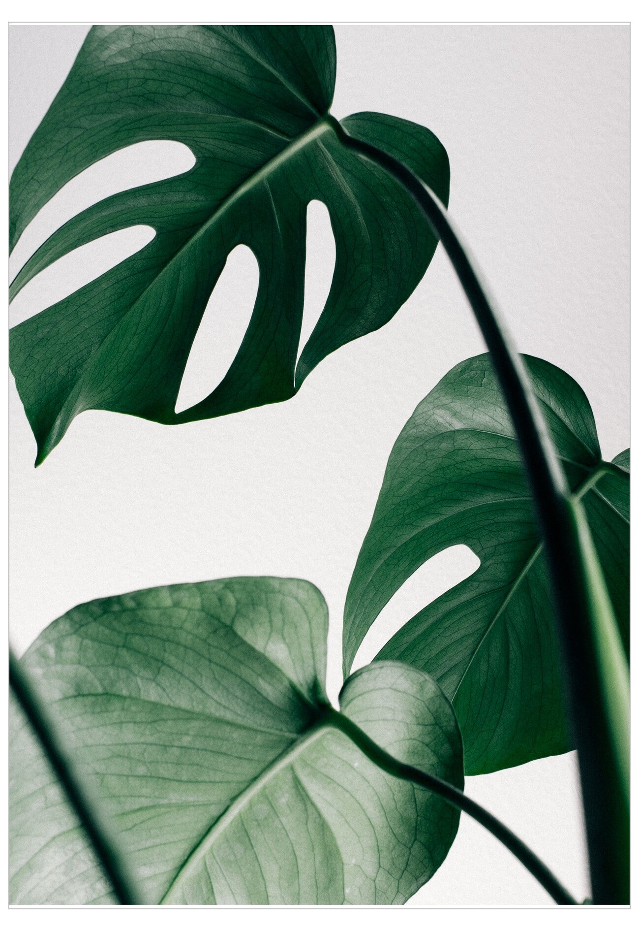 Close-up of green leaves with a light gray background