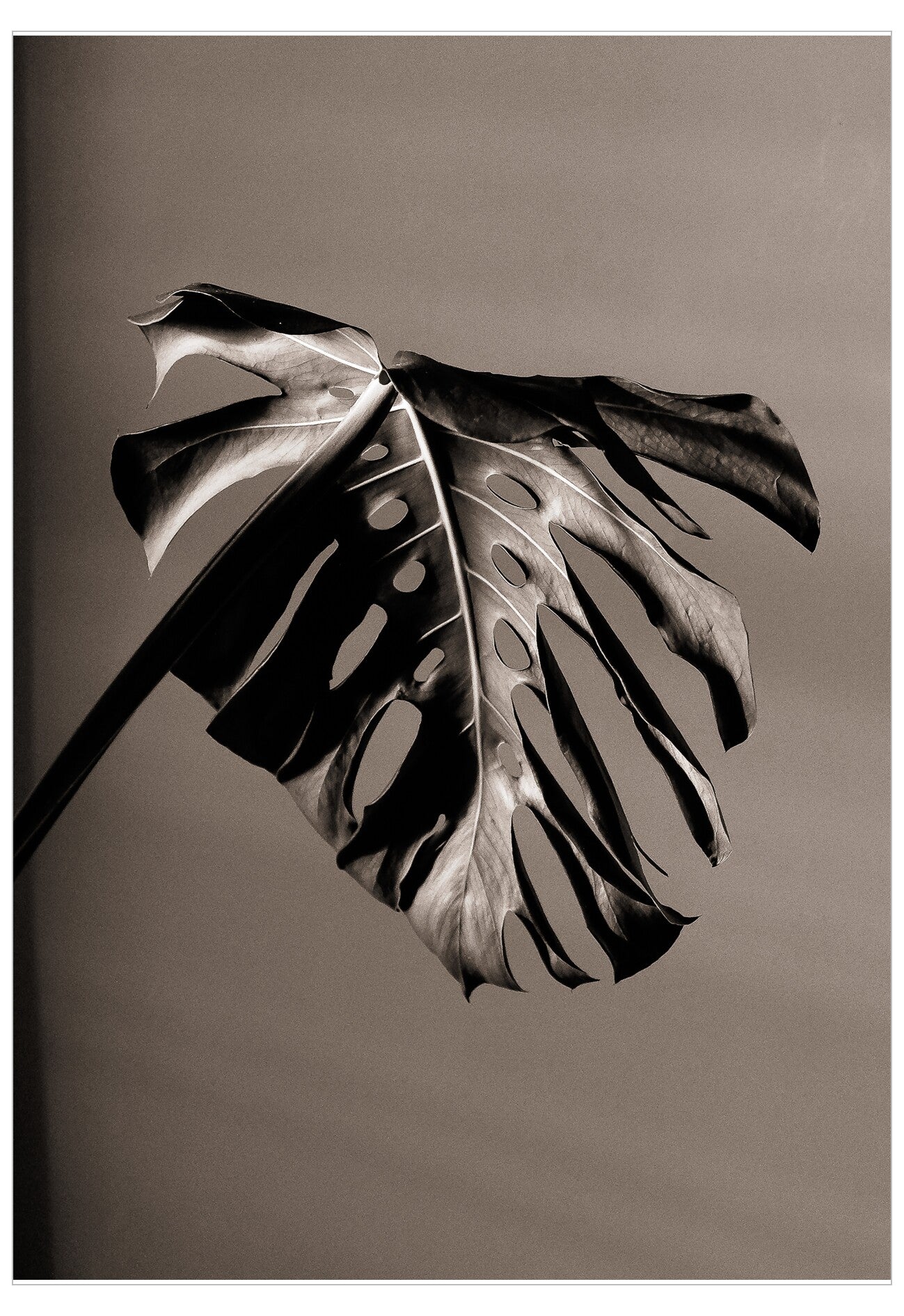 Tropical leaf with a brown background