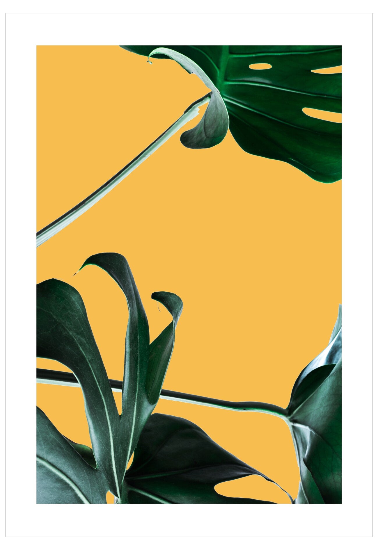 Green leaves on a yellow background