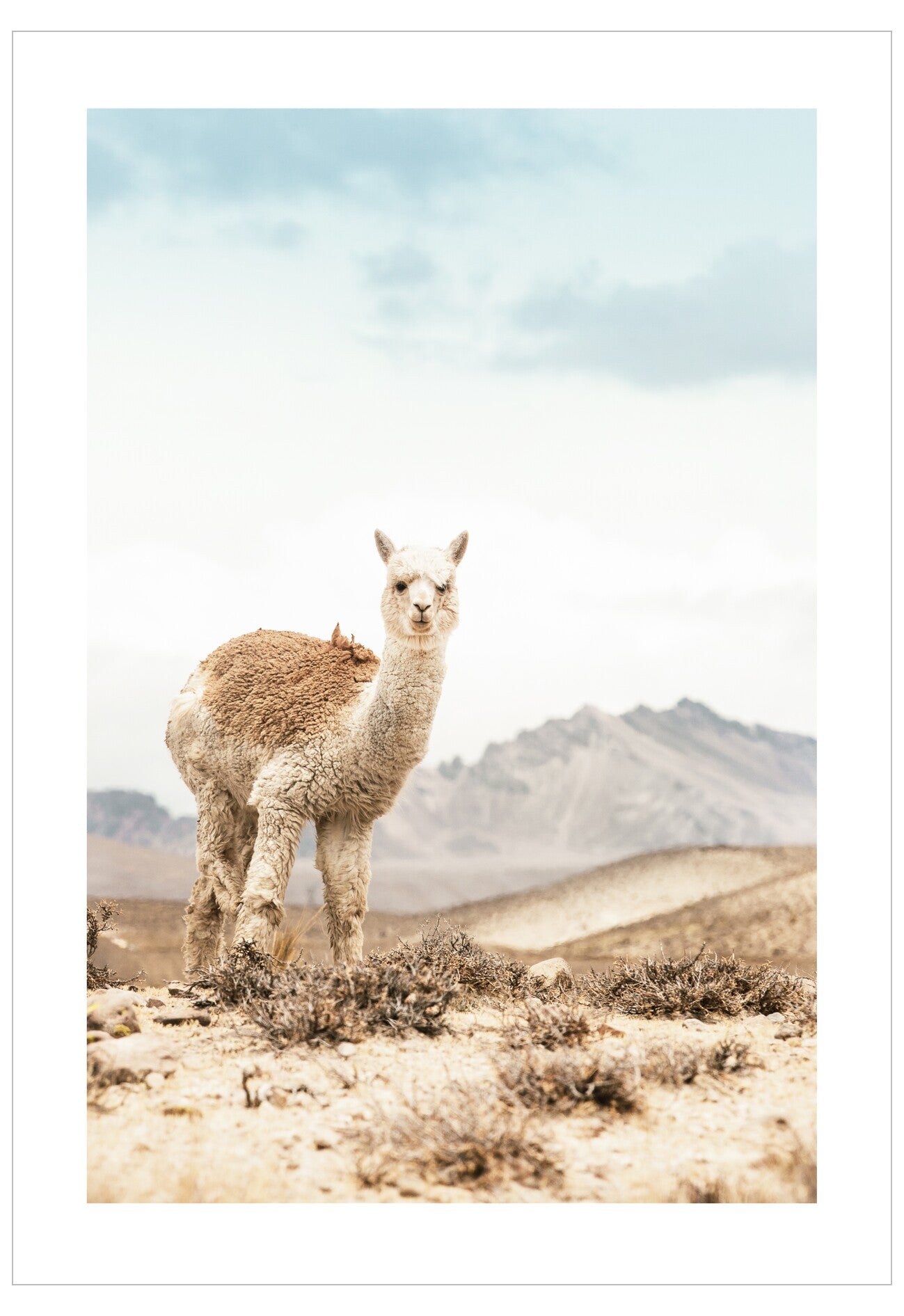 Llama standing in a desert landscape with mountains in the background