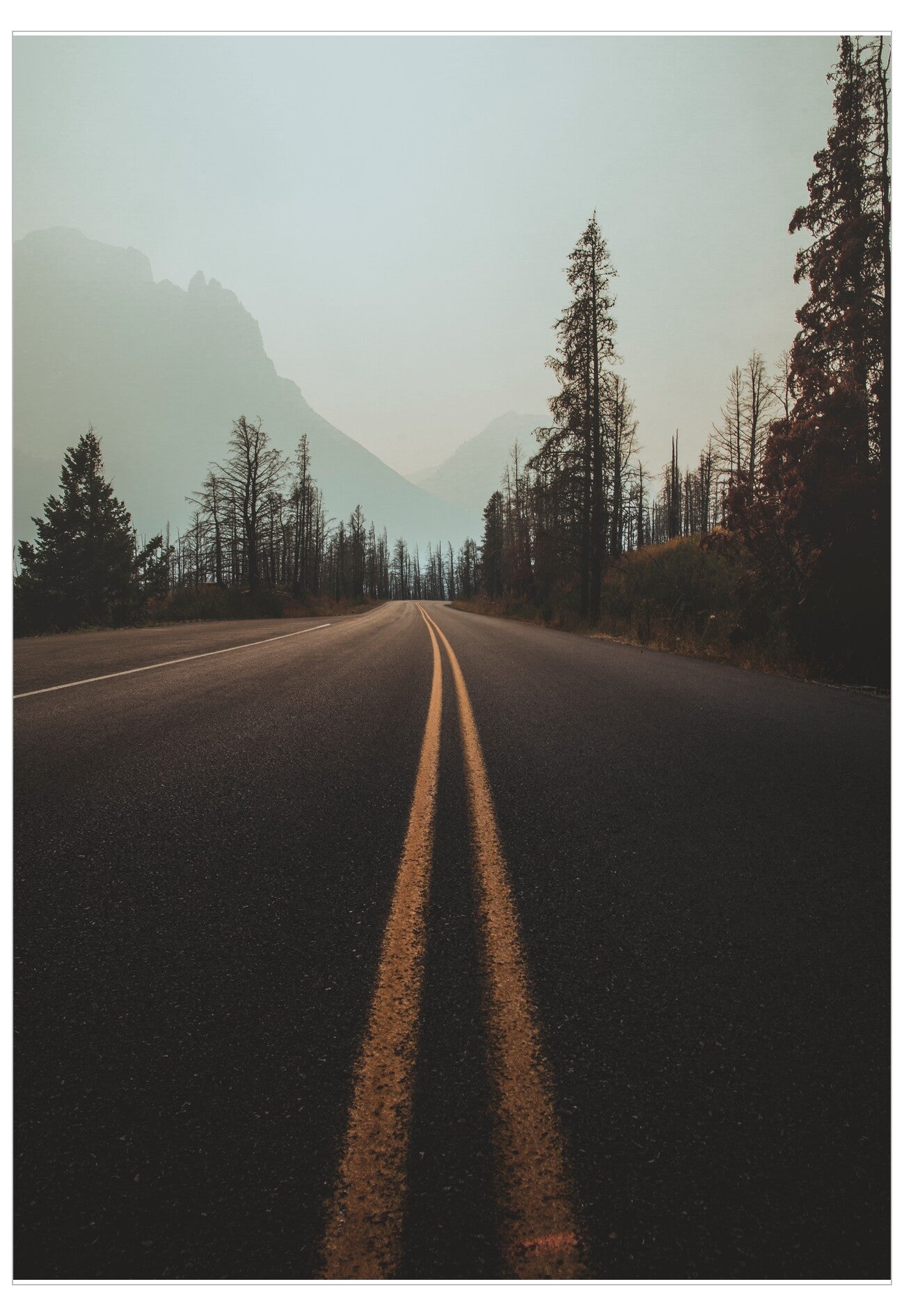 Road surrounded by trees and mountains in a forest setting