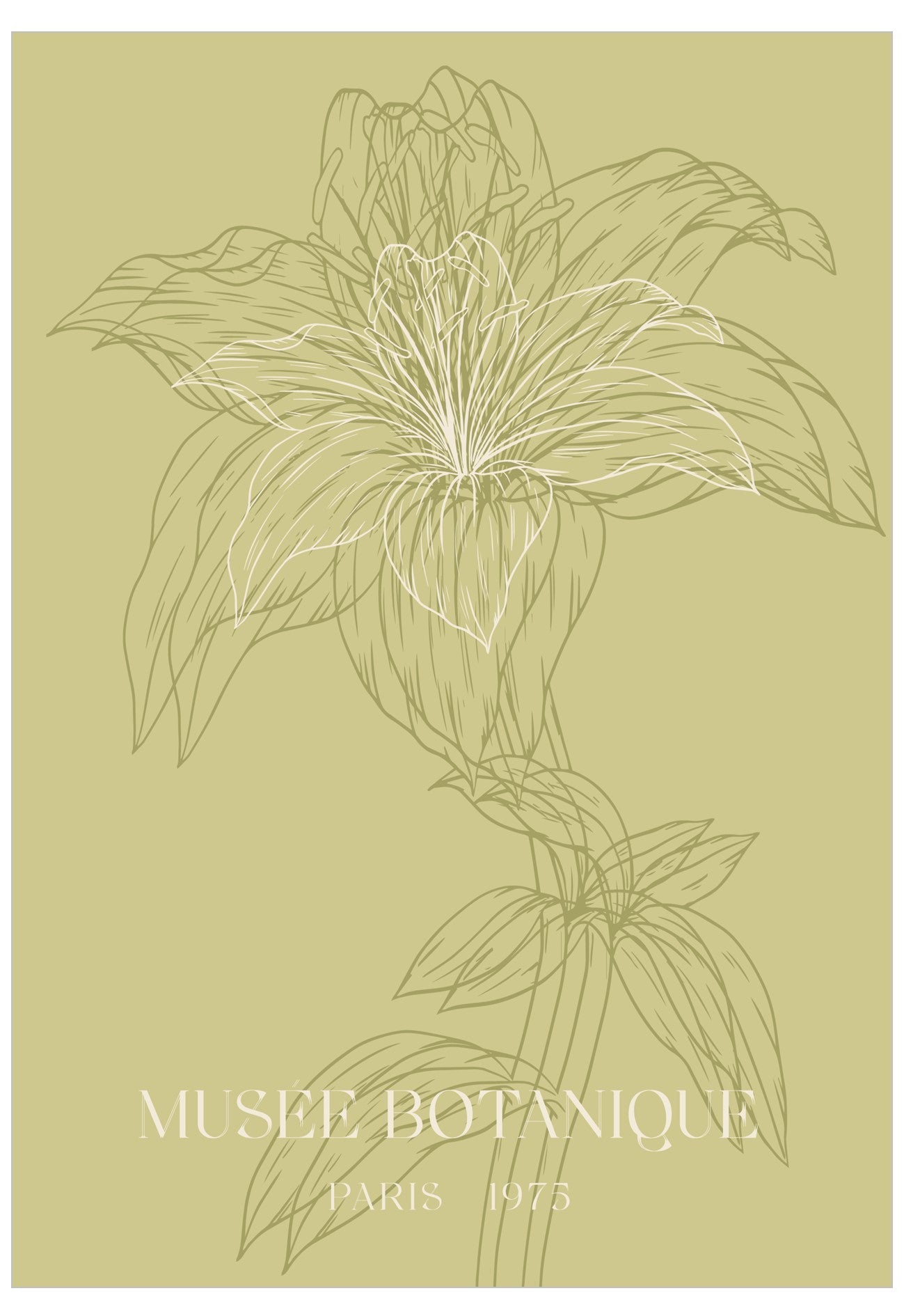 Botanical illustration of a flower with 'Museée Botanique Paris 1975' text on a beige background