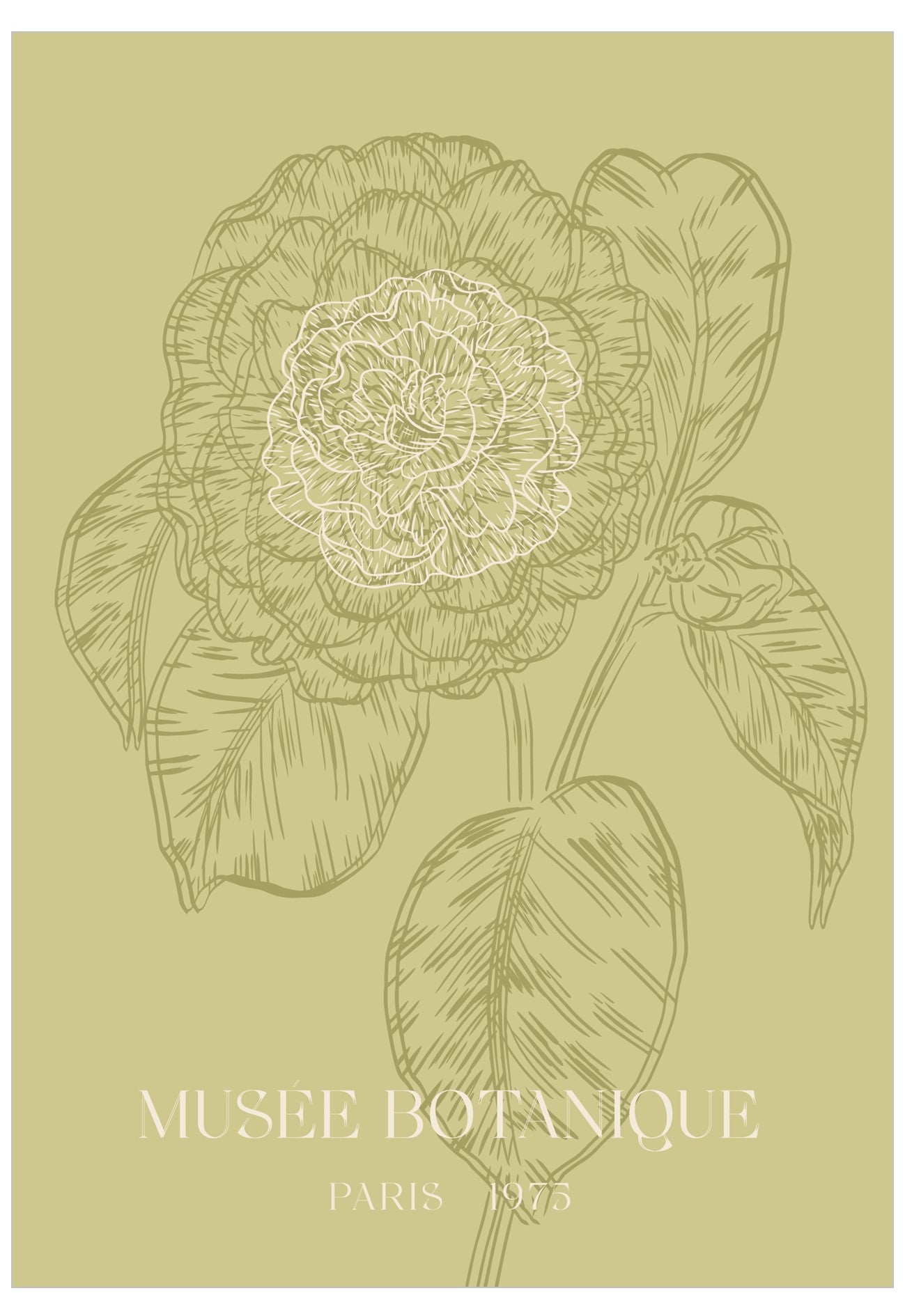 Botanical illustration of a flower with leaves on a beige background, featuring the text 'Musee Botanique Paris 1975'.
