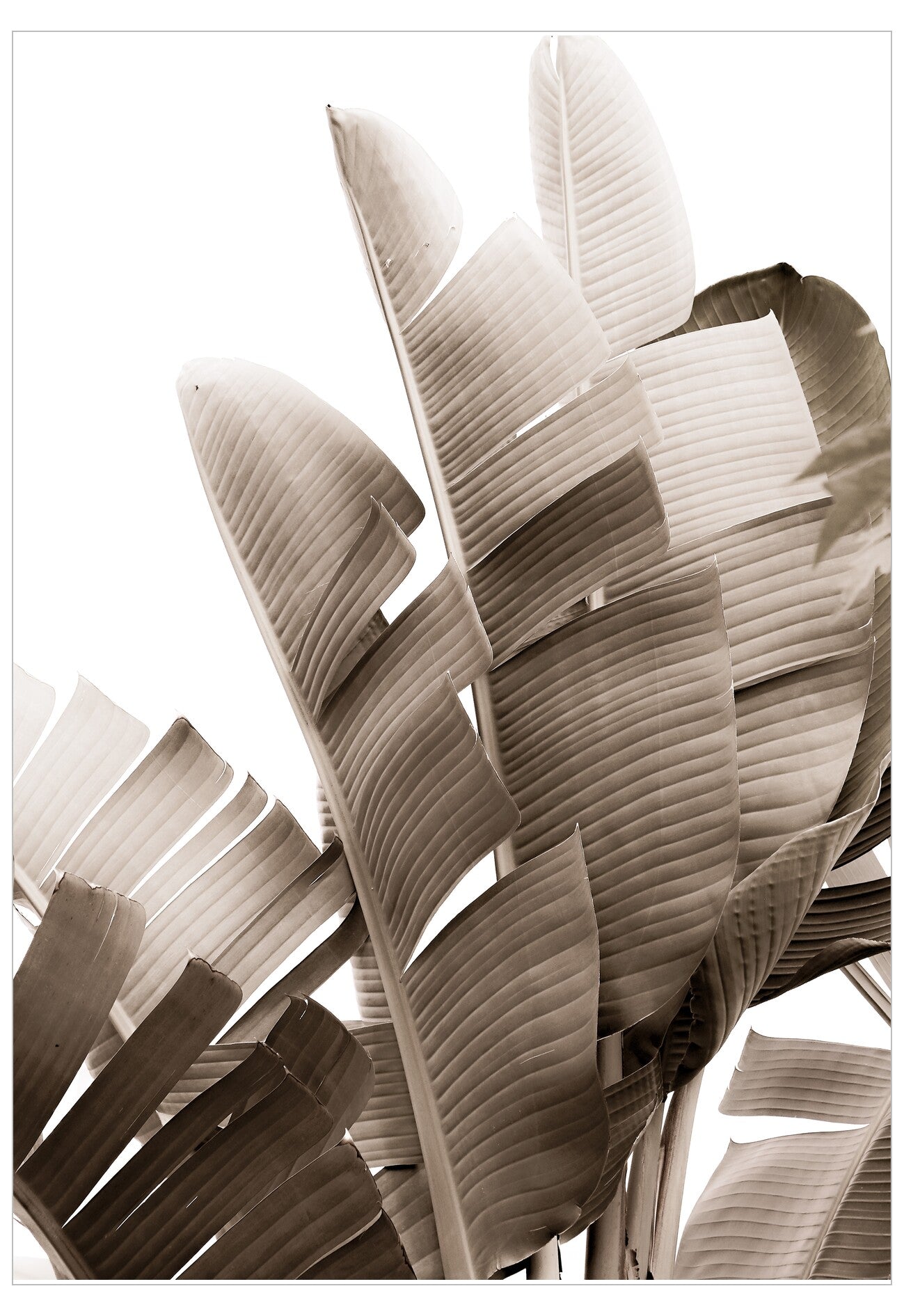 Sepia-toned image of banana leaves on a white background