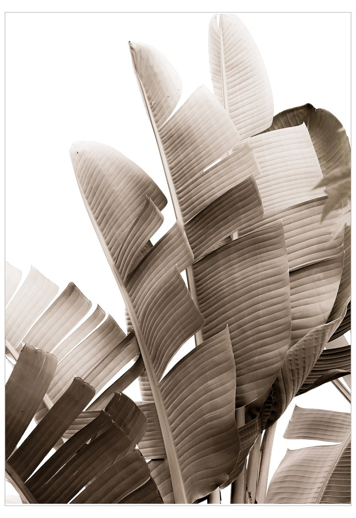Sepia-toned image of banana leaves on a white background