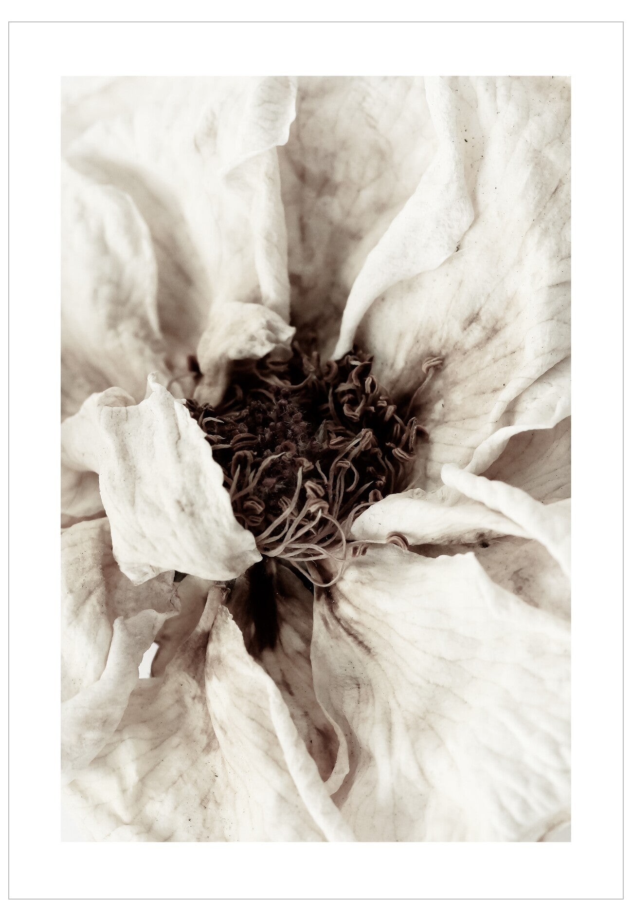 Close-up of a white flower with a detailed center on a white background