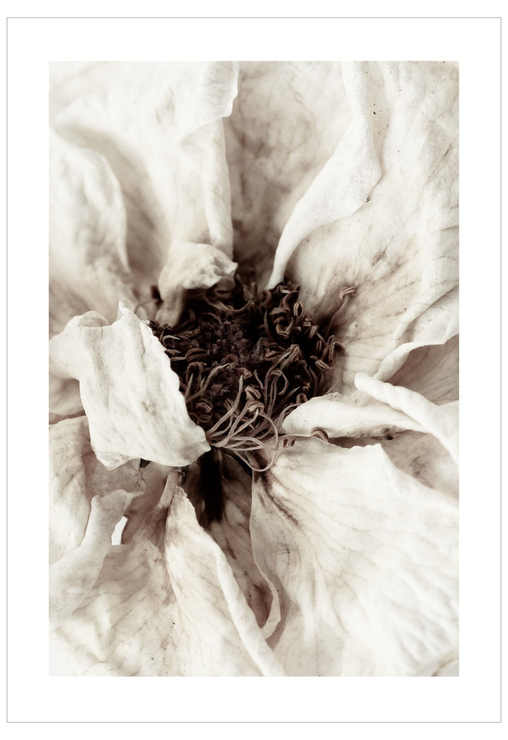 Close-up of a white flower with a detailed center on a white background