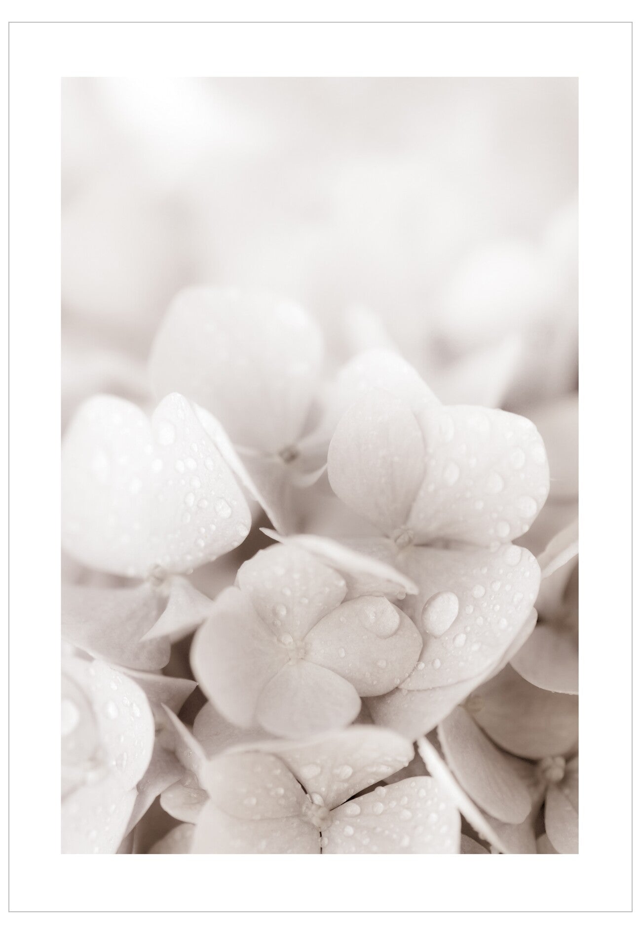 Close-up of white hydrangea flowers with a soft focus background