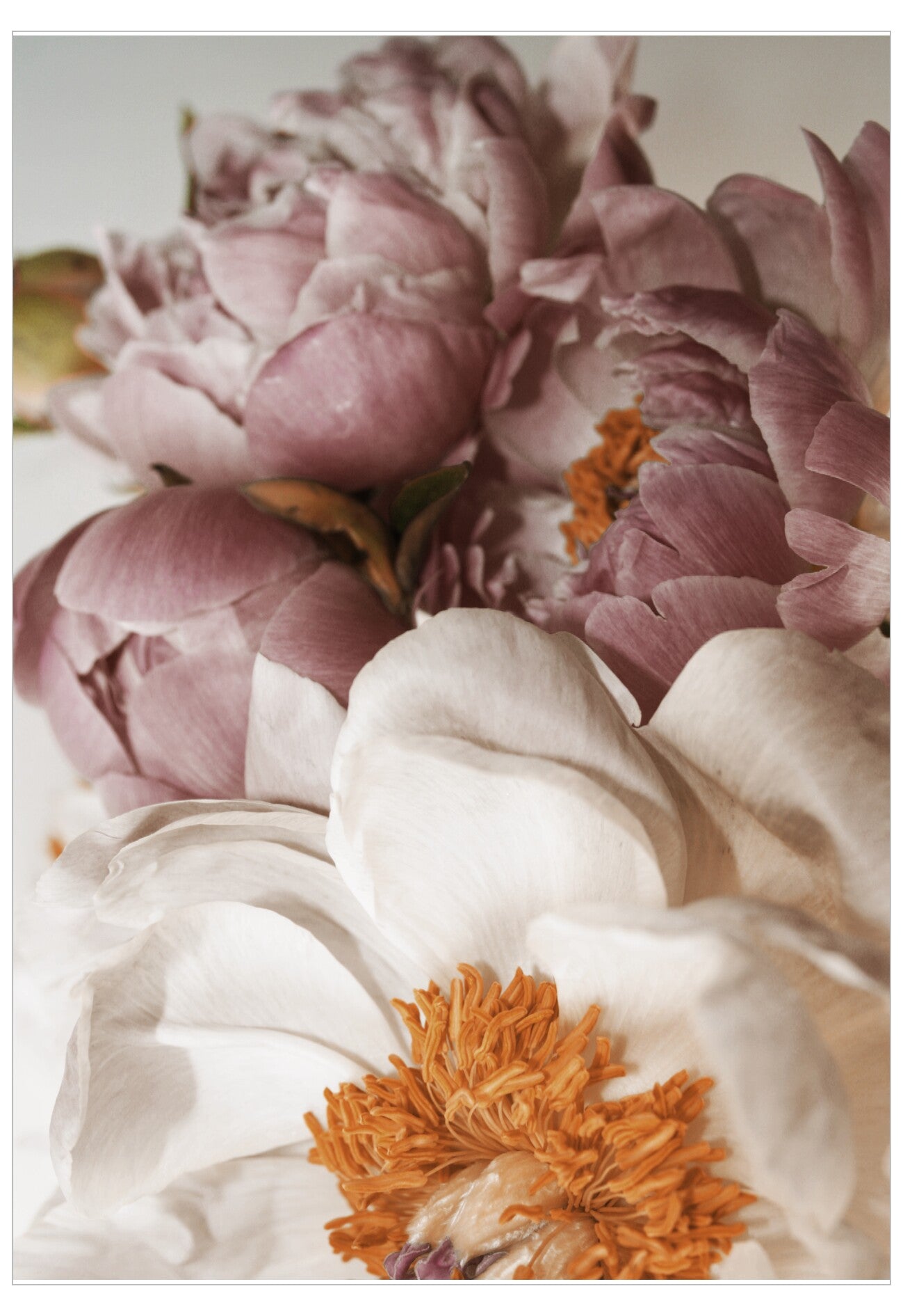 Close-up of pink and white flowers with a focus on texture and color.