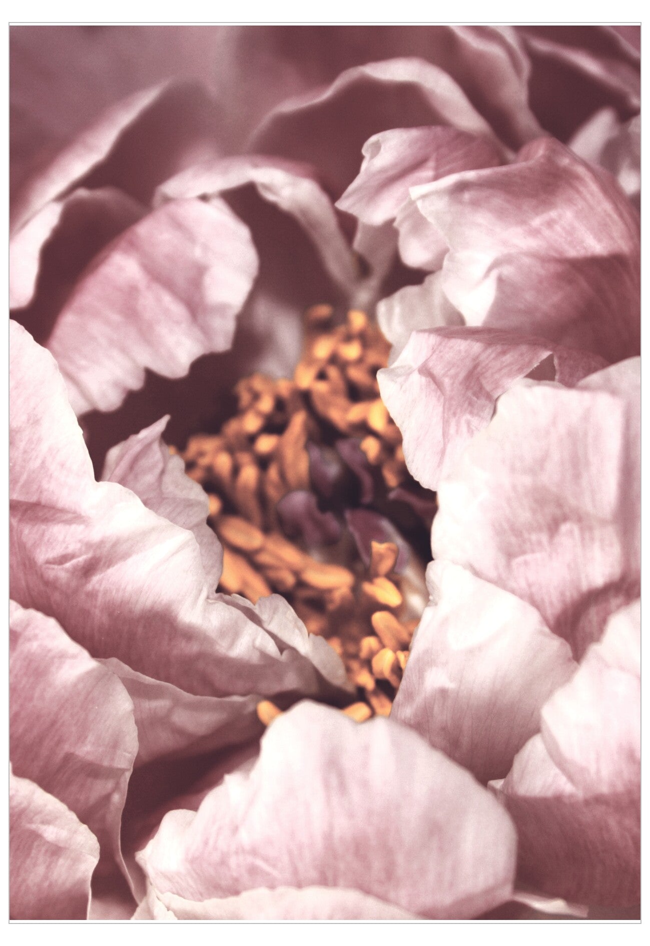 Close-up of a pink flower with detailed petals and stamens.