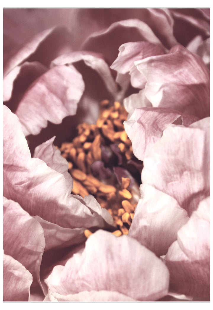 Close-up of a pink flower with detailed petals and stamens.