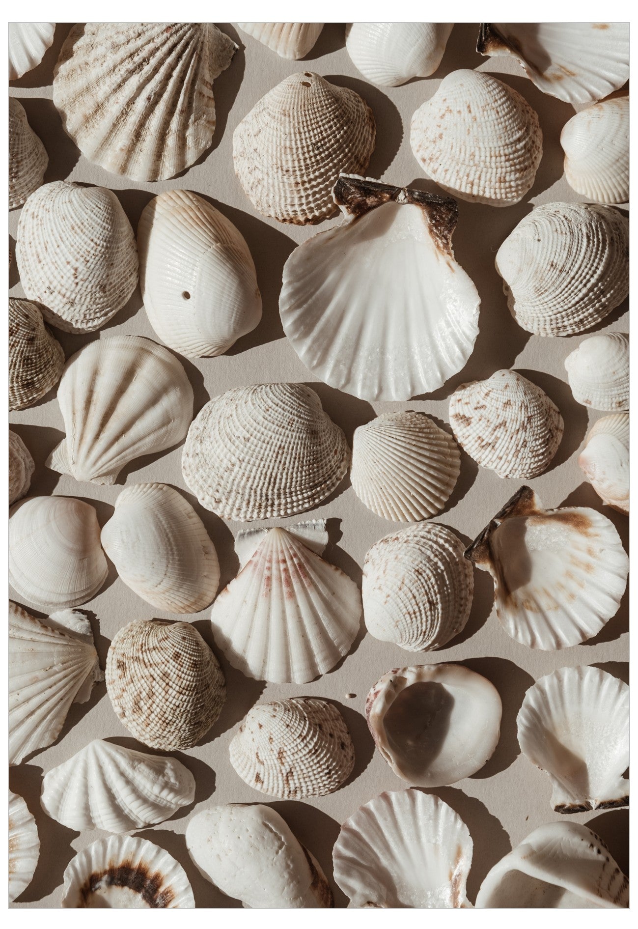Neutral Seashells Poster