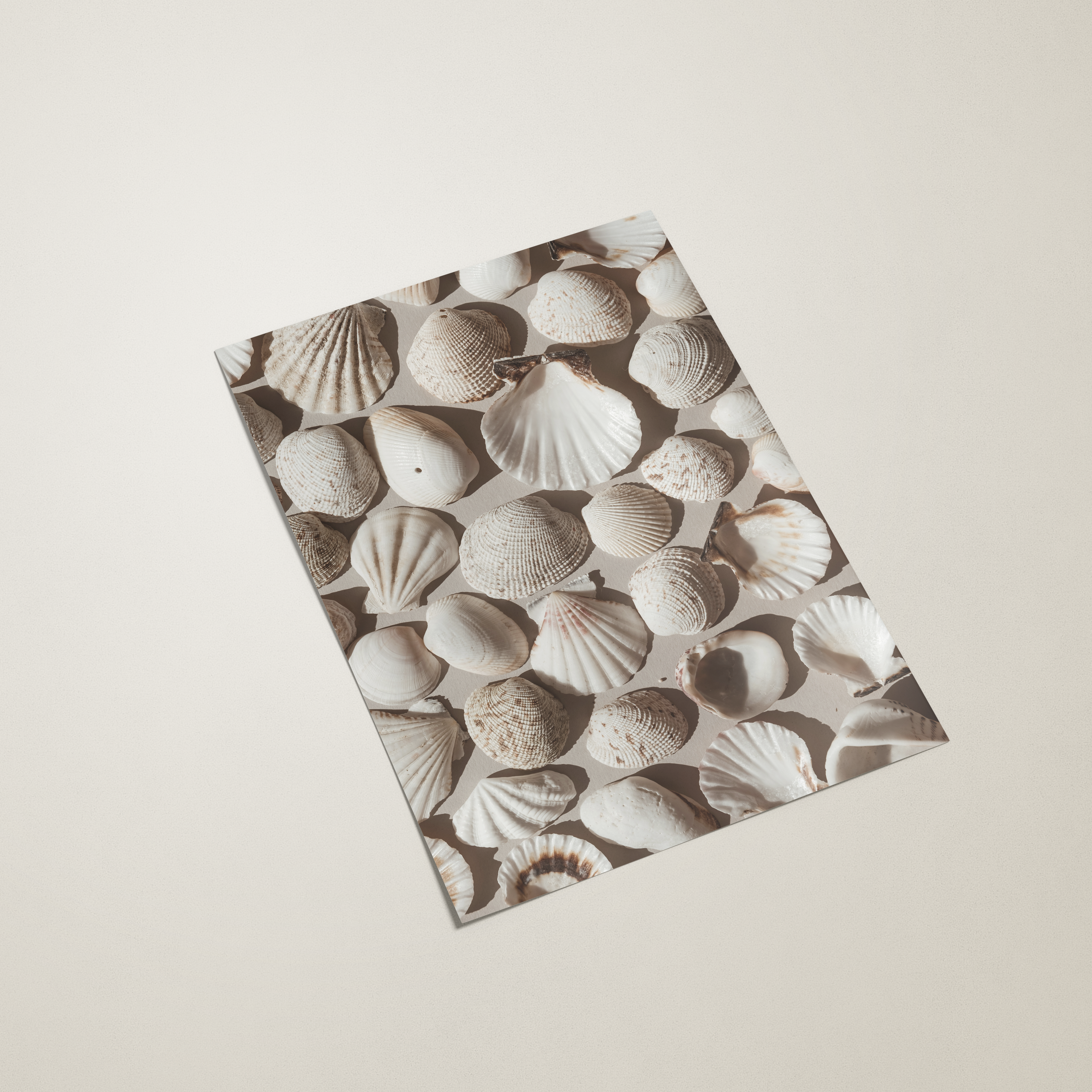 Neutral Seashells Poster