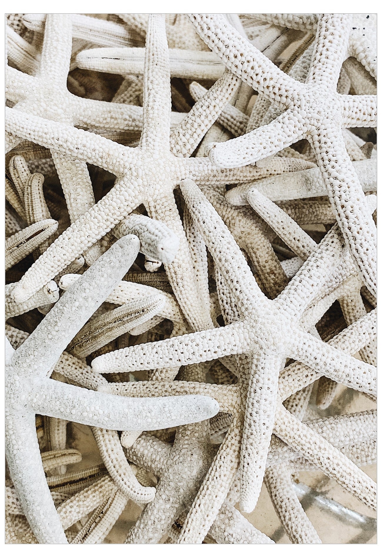 Neutral Starfish Poster 