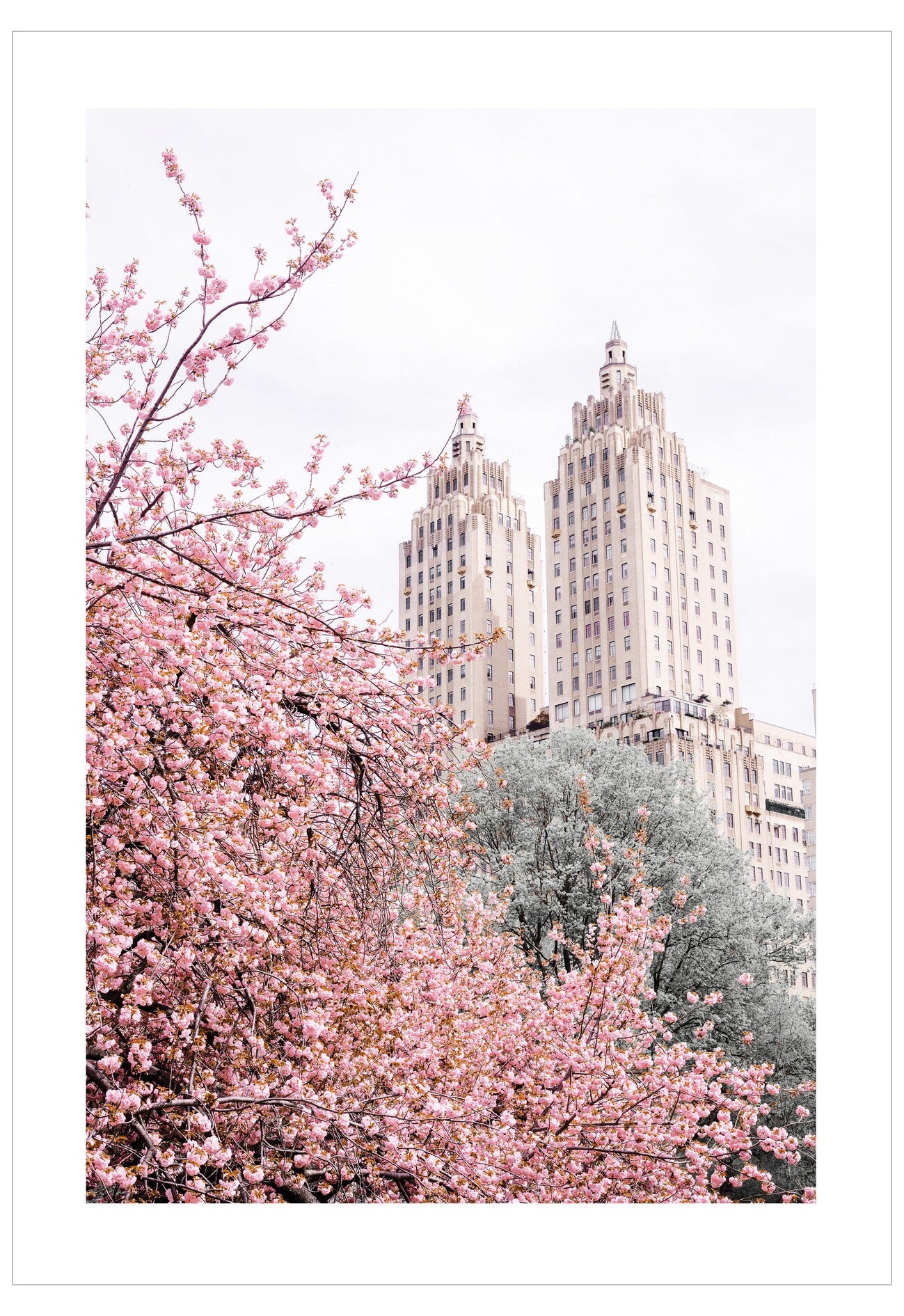Pink cherry blossoms in full bloom with a city skyline in the background