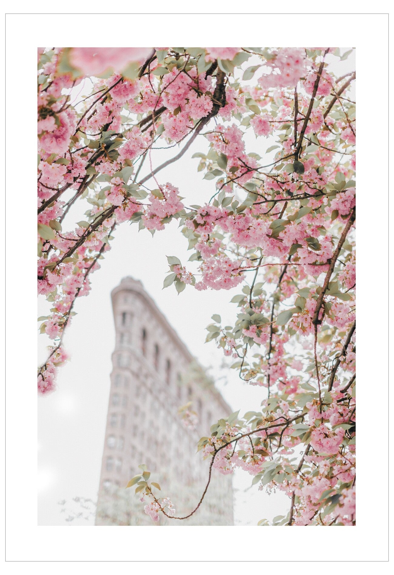Pink cherry blossoms with a city building in the background