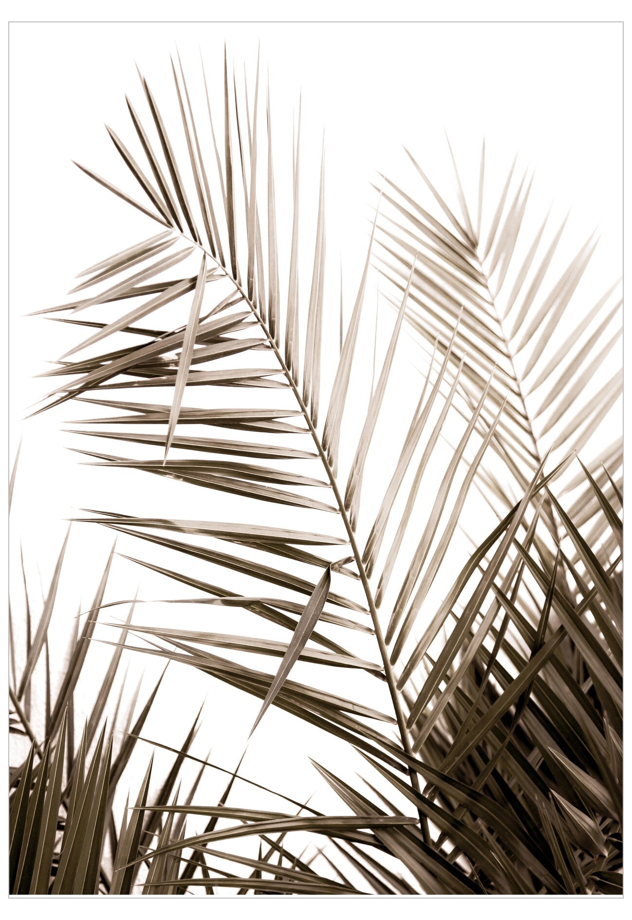 Close-up of palm leaves in sepia tones on a white background