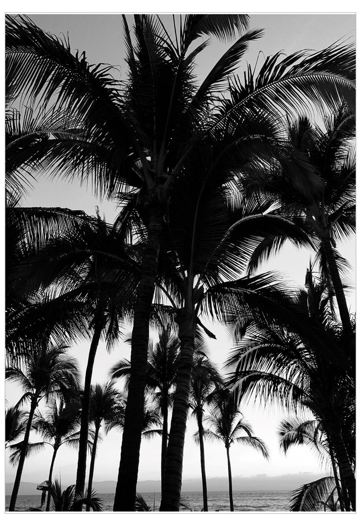 Black and white silhouette of palm trees against a sky.