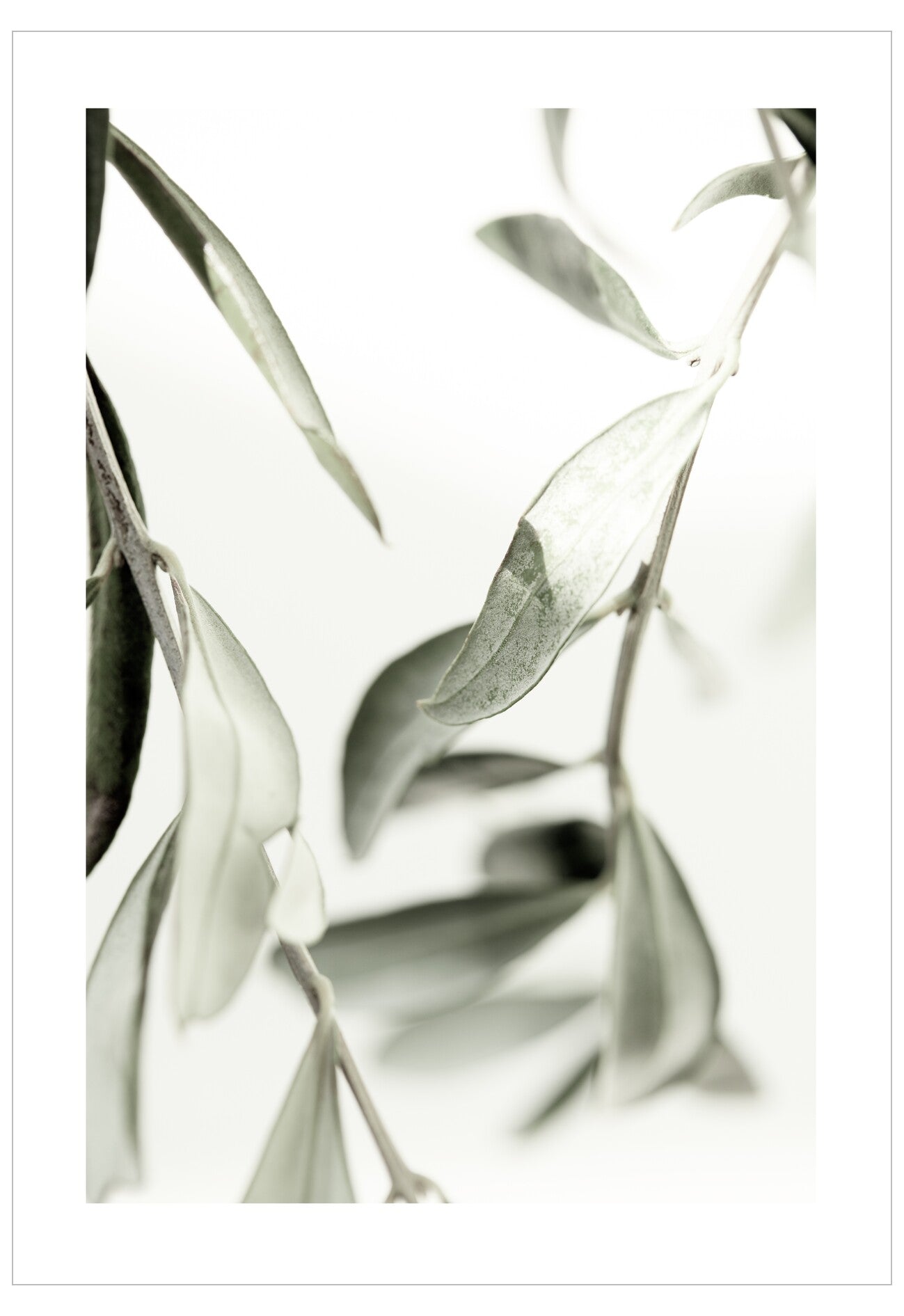 Close-up of eucalyptus leaves on a light background