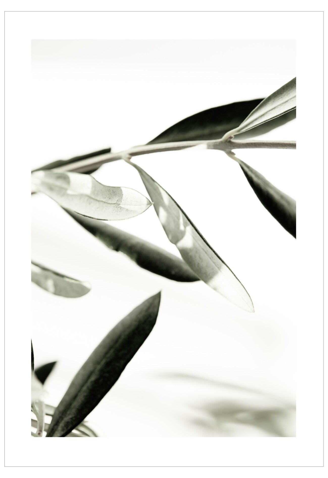 Close-up of a leaf with a white background